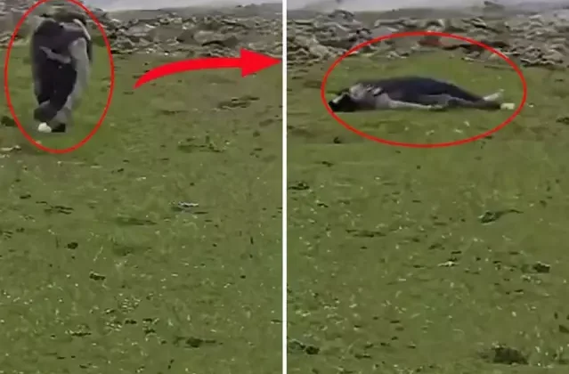 İsrail'den Suriye topraklarına baskın! Sivillere ateş açtılar