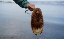 Kırmızı, büyük ve uzun kolları var! Denizde görürseniz sakın yaklaşmayın