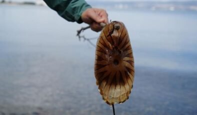 Kırmızı, büyük ve uzun kolları var! Denizde görürseniz sakın yaklaşmayın