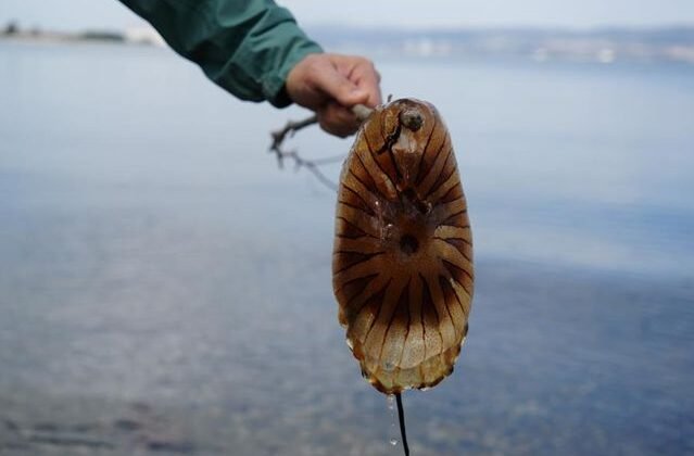 Kırmızı, büyük ve uzun kolları var! Denizde görürseniz sakın yaklaşmayın