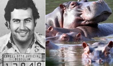 Kolombiya, Escobar'dan kalan su aygırlarının itlaf edilmesine onay verdi