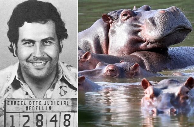 Kolombiya, Escobar'dan kalan su aygırlarının itlaf edilmesine onay verdi