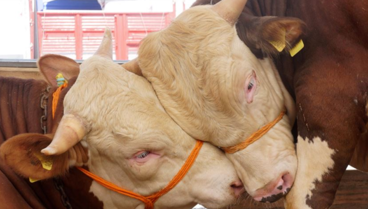 2026 KURBANLIK FİYATLARI: Küçükbaş, büyükbaş kurban fiyatları ne kadar oldu?