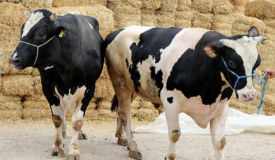 KURBANLIKLAR NE KADAR? 2026 büyükbaş, küçükbaş kurban fiyatları…