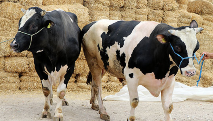 KURBANLIKLAR NE KADAR? 2026 büyükbaş, küçükbaş kurban fiyatları…