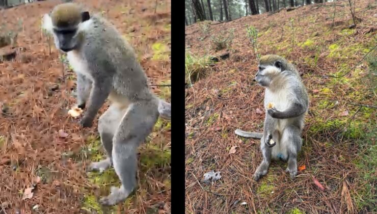 Mantar toplamaya diye ormana gitti yolunu maymun kesti
