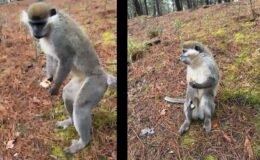 Mantar toplamaya diye ormana gitti yolunu maymun kesti