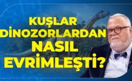 Kuşlar Dinozorlardan Nasıl Evrimleşti? 4 Kanatlı Microraptor Gerçeği.. Celal Şengör Anlattı..
