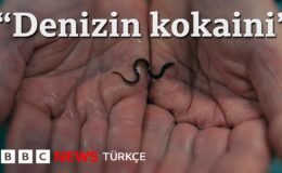 Milyar dolarlık karaborsa: Yılan balığının karanlık ekonomisi