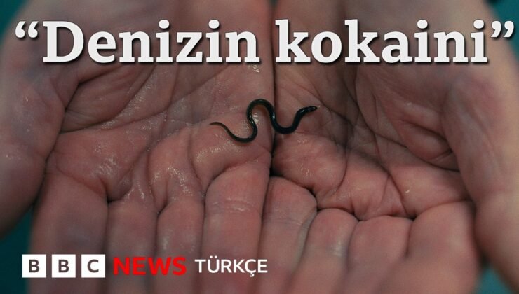 Milyar dolarlık karaborsa: Yılan balığının karanlık ekonomisi