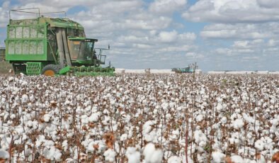 Pamuk ekim alanlarında sert düşüş bekleniyor