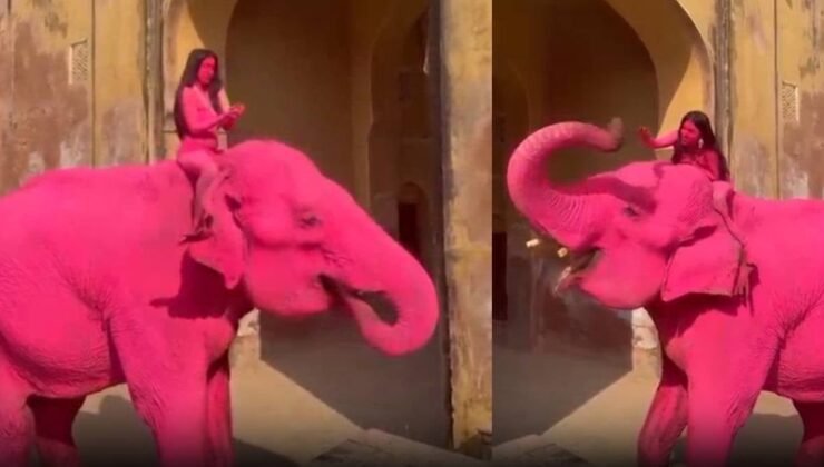 Pembeye boyadıkları 65 yaşındaki fil üzüntüden öldü