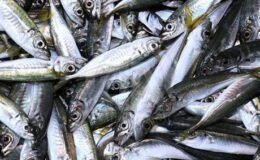 Rize'de istavritin kilogramı 200 liradan satılıyor