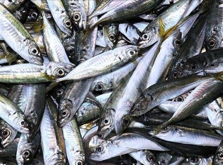 Rize'de istavritin kilogramı 200 liradan satılıyor