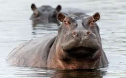 Tartışmalı plan onaylandı! Escobar'ın su aygırları için karar verildi