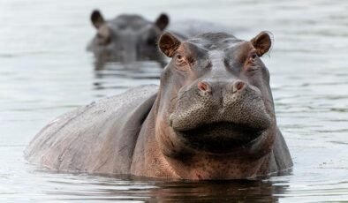 Tartışmalı plan onaylandı! Escobar'ın su aygırları için karar verildi