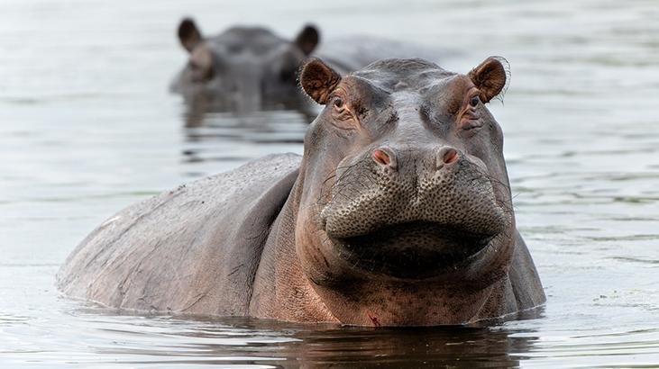 Tartışmalı plan onaylandı! Escobar'ın su aygırları için karar verildi