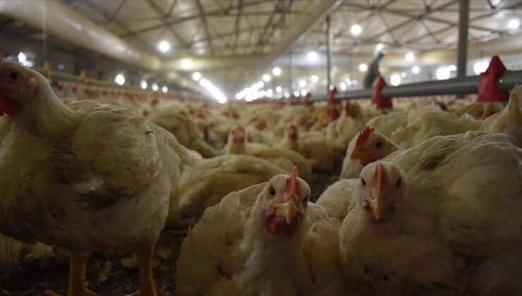 Türkiye, İngiltere’ye tavuk eti ihracatına hazırlanıyor