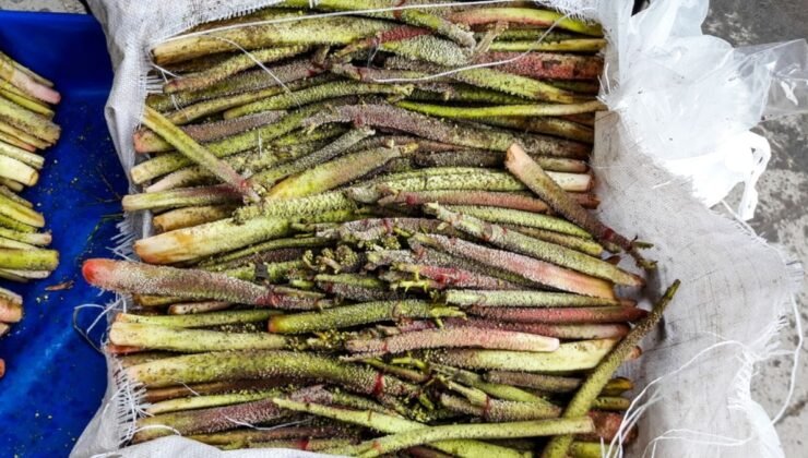 Toplayıp satanlar paraya para demiyor: Doğada kendiliğinden yetişiyor, baharın gelişiyle kapış kapış gidiyor