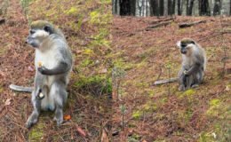 Denizli'deki firari maymunların sırrı çözüldü