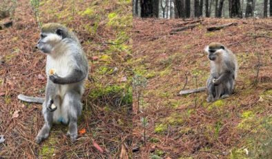 Denizli'deki firari maymunların sırrı çözüldü