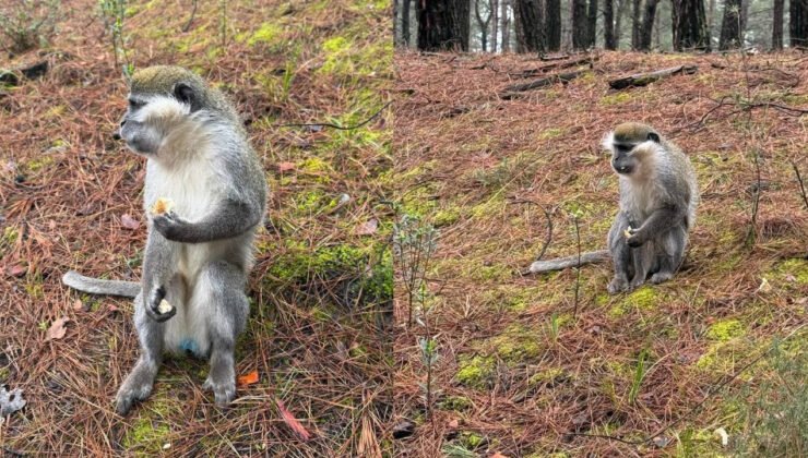 Denizli'deki firari maymunların sırrı çözüldü