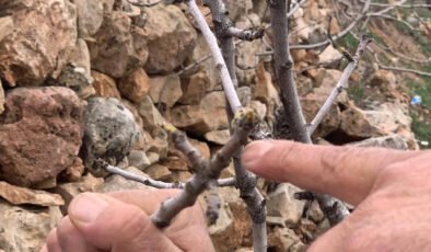 Yağmur bereketi: Yeşil altında kuraklık endişesi geçti