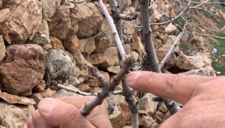 Yağmur bereketi: Yeşil altında kuraklık endişesi geçti