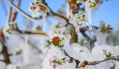 Çiftçinin kâbusu geri döndü: 3 bölgede zirai don alarmı