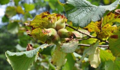 Fındıkta gizli tehdit büyüyor: Rekolte yüksek ama yeni risk kapıda