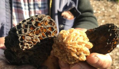 Bu lezzet için her sabah Toros'lara tırmanıyorlar: Kilosu 4 bin liradan satılıyor