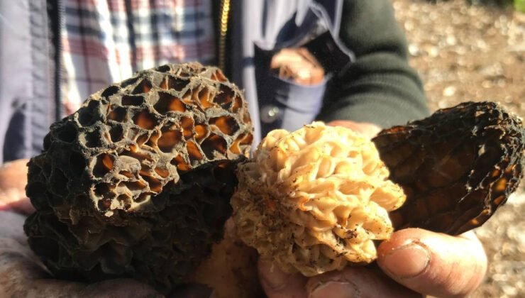 Bu lezzet için her sabah Toros'lara tırmanıyorlar: Kilosu 4 bin liradan satılıyor