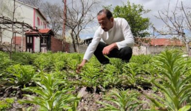 Baba mirası servete dönüştü: 200 binden 450 bine çıktı