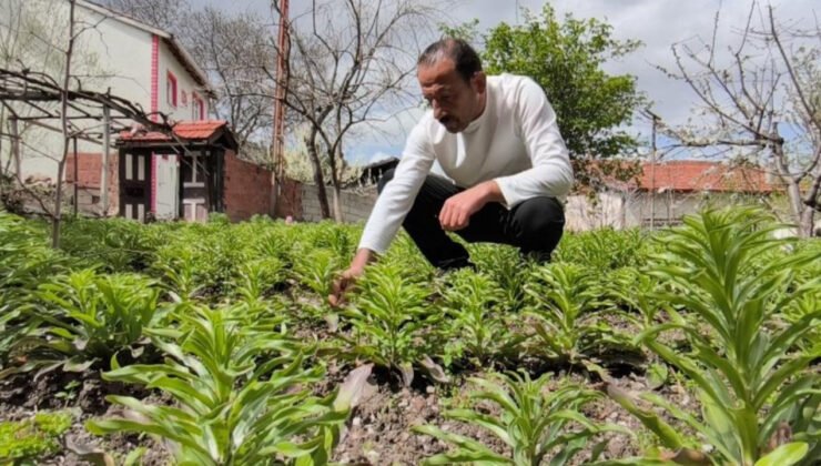 Baba mirası servete dönüştü: 200 binden 450 bine çıktı