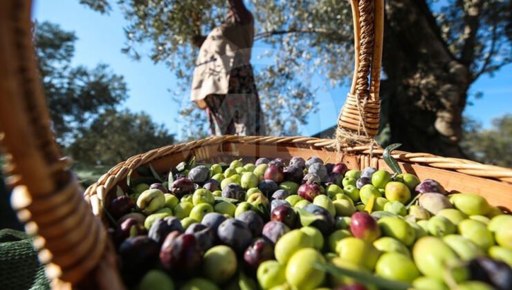 40 yıllık zeytin firması konkordato ilan etti